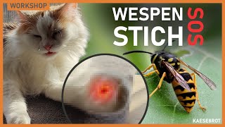 Wespen und Bienenstich bei Katzen  Was tun [upl. by Richardson]