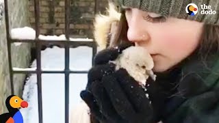 Baby Pigeon Rescued by Couple In A Snowstorm  The Dodo [upl. by Ynaittirb]