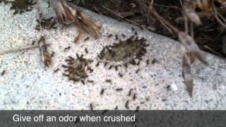 Odorous House Ants [upl. by Jenette]