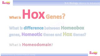 Hox Gene Homeobox genes Homeotic Genes and Hox Genes hox genetics embryonicdevelopment [upl. by Neivad]