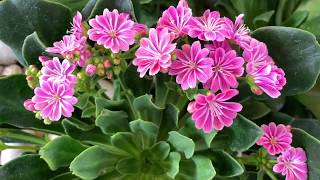 Lewisia cotyledonvejam como germinar as sementes [upl. by Selene]