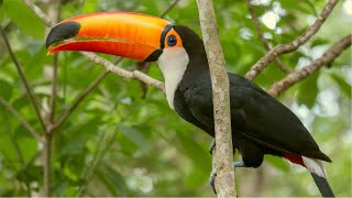 Tucano Cantando na Natureza [upl. by Helas]