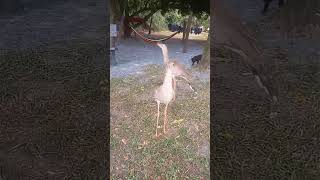 Canto da Seriema  Ave típica dos cerrados do Brasil shorts cerrado seriema siriema cariamidae [upl. by Harifaz]