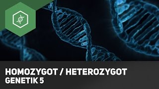 Homozygot  Heterozygot Genotyp Unterschied  Grundbegriffe Genetik 5 [upl. by Adnal]