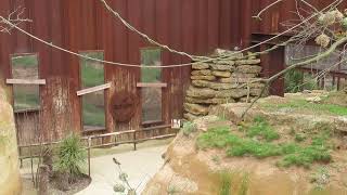 Zoo de Doue African Aviary including European beeeaters and village weavers [upl. by Lizned]