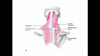 Pectoral Girdle Bones [upl. by Nitram]