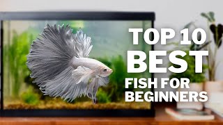 Top 10 BEST Fish for Beginners [upl. by Essinger898]