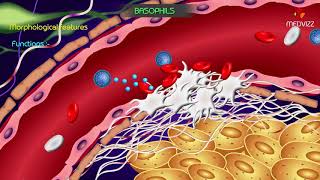 Basophil granulocyte  Animated Physiology of Blood cells [upl. by Aseral]