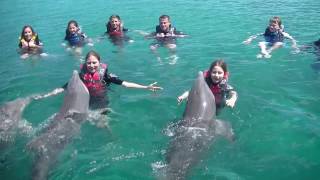 Swimming with Dolphins Nassau Bahamas [upl. by Nadnarb708]