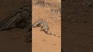 Monitor Lizards fighting [upl. by Ralyt850]