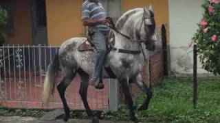 Caballos de Paso Troton Galopero Colombia [upl. by Ayahs7]