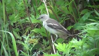 シベリアムクドリ（1）数少ない旅鳥（舳倉島）  Daurian starling  Wild Bird  野鳥 動画図鑑 [upl. by Iliram957]