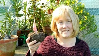 Amorphophallus konjac  Flowering Size At Last [upl. by Aziar]