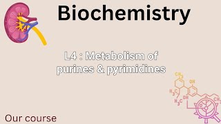 L4bio  Metabolism of purines amp pyrimidines renal 42 [upl. by Noffihc]