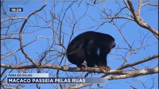 Macaco passeia pelas ruas de Sertãozinho [upl. by Ilam978]