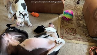 Funny Great Dane amp Puppy Enjoy Bitey Face amp Foot Wrestling [upl. by Atiniv821]