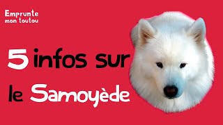 5 infos sur le samoyede [upl. by Kirenoj]