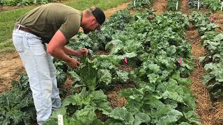 NCATSU  Effect of the Harlequin Bug on Kale and Collard Varieties Research Video [upl. by Vada]