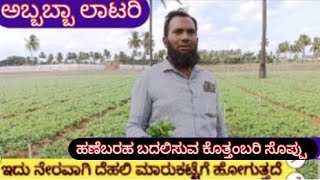 ರೈತರ ಹಣೆಬರಹ ಬದಲಿಸಿದ ಕೊತ್ತಂಬರಿ ಸೊಪ್ಪಿನ ಕೃಷಿ excellent earning in coriander leaves farming [upl. by Jeannette500]