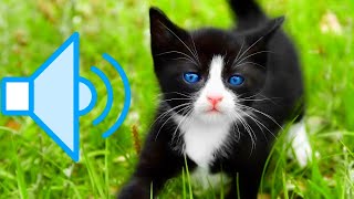 Cat Sound  Cat voice  Cats meowing to attract Kittens [upl. by Dulcea]