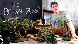 Creating Jade Bonsai Part 1 The Bonsai Zone Feb 2019 [upl. by Bernadine]