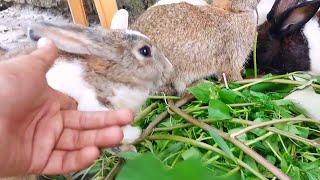 My favorite bunnies are eating their favorite grass and grafted grass [upl. by Caitlin708]