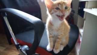 Kitten Meow Compilation [upl. by Nilkcaj]