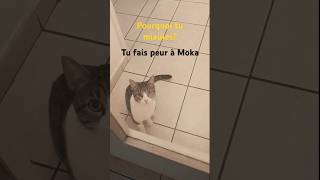 Le miaulement du chat cats miauler chat catlover cute cjats kitten funny meow miaulement [upl. by Pump]