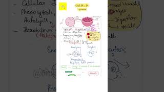 Lysosome cell neet biology exam ncert tgtpgtexam learnwithkappa bioburgers educator yt [upl. by Talie]