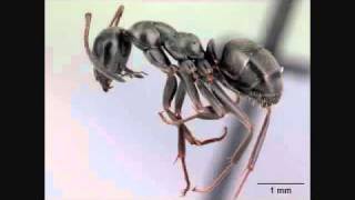 Crazy Ant Song  Turn ON Annotations External Ant Anatomy  AntsCanada Tutorial 24 [upl. by Aneerhs]