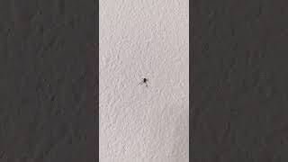 Pseudoscorpion climbing a wall [upl. by Orion]