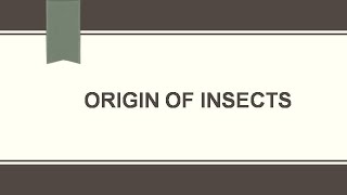 ORIGIN OF INSECTS [upl. by Zetrauq]