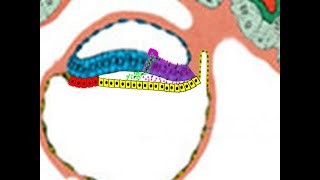 Embryology WK7 Win21 Gastrulation Lets Make the Primitive Streak and Three Germ Layers [upl. by Atcele65]