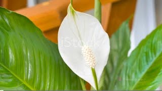 How to Grow and Care for Peace Lilies  The Ultimate Guide [upl. by Bihas]