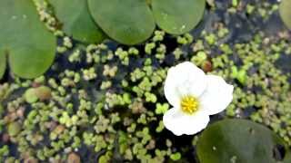 Frogbit Hydrocharis morsusranae  20120819 [upl. by Susy566]