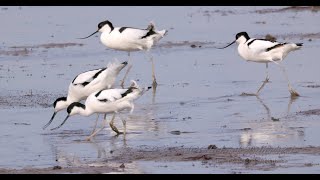 Pied Avocets Recurvirostra avosetta  Säbelschnäbler 1 [upl. by Eirlav]