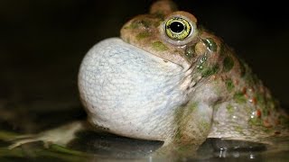 Il canto dello smeraldino Rospo smeraldino Bufo viridis [upl. by Modla]