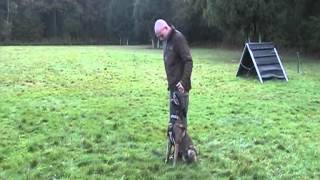 Malinois for sale zu verkaufen BH Personenschutzhund Schutzhund Diensthund Security Dog Wachschutz [upl. by Thalassa]