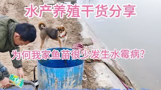 又到了一年一度的鱼苗投放高峰期，你还在为“水霉病”而烦恼吗？ [upl. by Nylecyoj366]