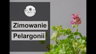 Zimowanie i przechowywanie pelargonii Jak przezimować pelargonię [upl. by Tebor]