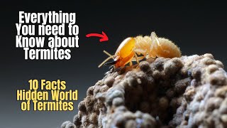 🕵️‍♂️💥10 Facts about Termites 🐜 Everything You need to know about Termites 👈💯 [upl. by Murtagh]