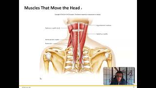 Ch 8 Muscular System Face and Scapula [upl. by Mcnalley]