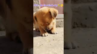 Lazy dog🐶🤣subscribe sorts doglover [upl. by Ainattirb17]