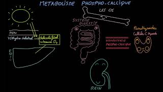 Métabolisme phosphocalcique  Docteur Synapse [upl. by Scholem]