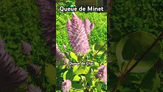 Queue de minet Ptilotus exaltata Joey garden jardin flowers mulla mulla mulla vegetosphere [upl. by Rostand]