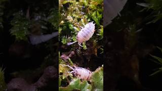 Porcellio laevis quotDairy Cowquot isopods terrarium [upl. by Halak558]