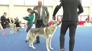 Specialty Czechoslovakian Wolfdog Males Champion Class [upl. by Leacim]