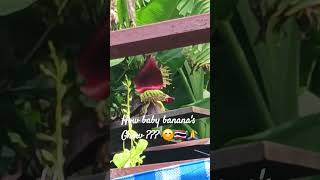 HOW BABY BANANAS GROW shorts travel bangkok thailand [upl. by Navanod]