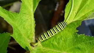 Timelapse of Common Yellow Swallowtail Caterpillars Eating キアゲハ終齢幼虫の食欲：微速度撮影 [upl. by Ylus]