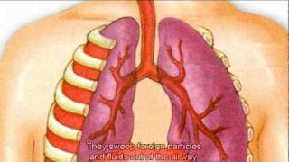 The Respiratory System [upl. by Ahseyi]